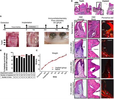 Impaired Differentiation of Langerhans Cells in the Murine Oral Epithelium Adjacent to Titanium Dental Implants